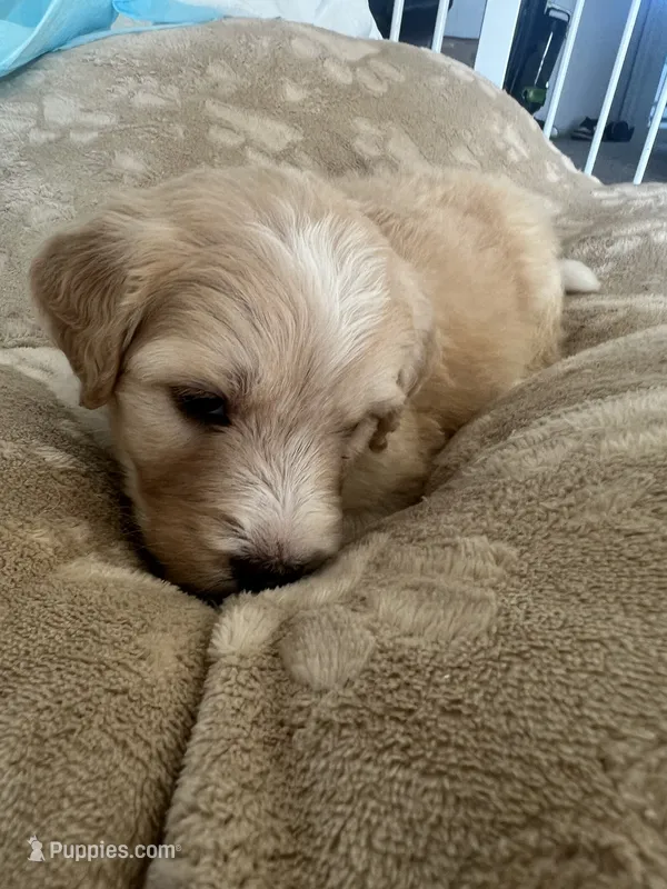 Vampire – Poodle - Standard , Golden Mountain Dog puppy for sale in Calhan, CO