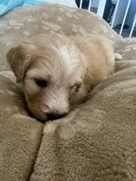 Vampire, a female Poodle - Standard  and Golden Mountain Dog for sale in Calhan, CO – 1 of 4