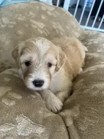 Vampire, a female Poodle - Standard  and Golden Mountain Dog for sale in Calhan, CO – 3 of 4