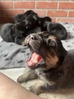 Genova, a female Bernese Mountain Dog and English Cream Golden Retriever for sale in Calhan, CO – Photo 6 of 6