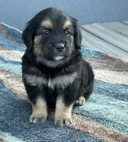 Genova, a female Bernese Mountain Dog and English Cream Golden Retriever for sale in Calhan, CO – Photo 3 of 6
