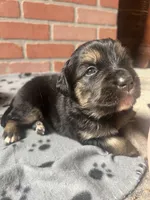 Genova, a female Bernese Mountain Dog and English Cream Golden Retriever for sale in Calhan, CO – Photo 5 of 6