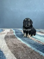 Genova, a female Bernese Mountain Dog and English Cream Golden Retriever for sale in Calhan, CO – Photo 4 of 6