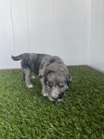 Werewolf, a male Poodle - Multi-Colored Standard and Golden Mountain Dog for sale in Calhan, CO – 2 of 4