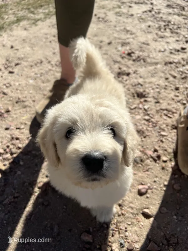 Mummy – Golden Mountain Doodle puppy for sale in Calhan, CO