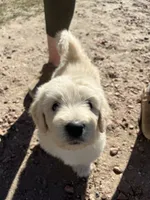 Mummy, a male Golden Mountain Doodle for sale in Calhan, CO – 1 of 7