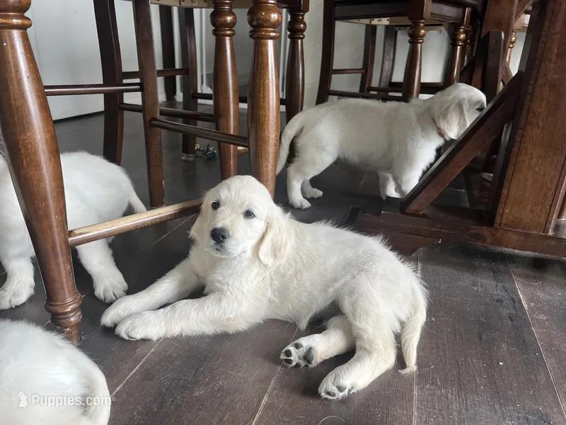 Washington – Golden Retriever puppy for sale in Calhan, CO