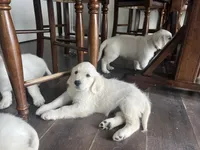 Washington, a male Golden Retriever for sale in Calhan, CO – 1 of 2