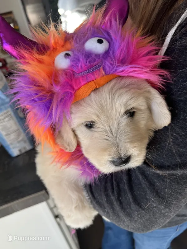 Chimera – Poodle - Standard , Golden Mountain Dog puppy for sale in Calhan, CO