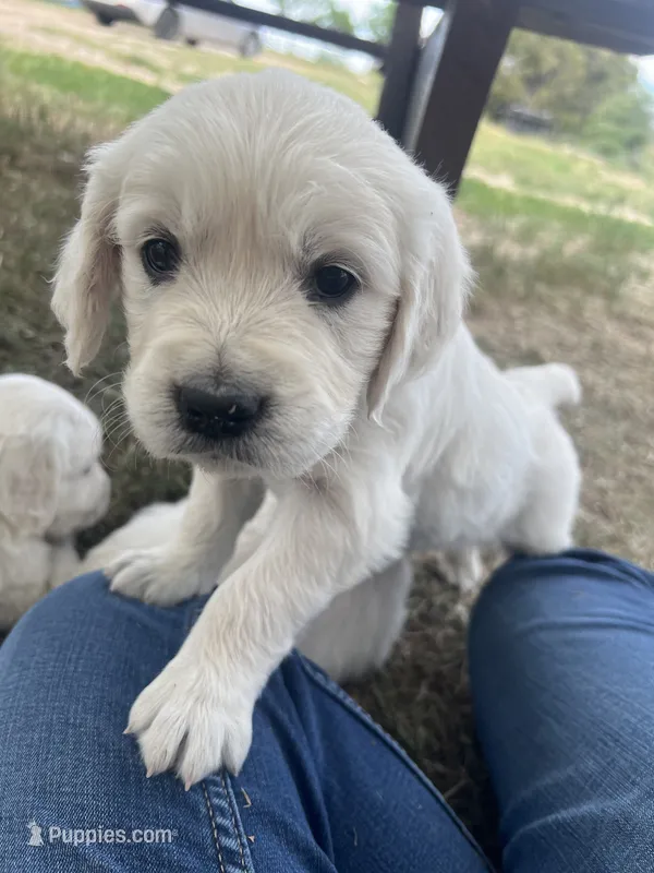 Purple  – English Cream Golden Retriever puppy for sale in Calhan, CO