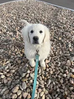 Lenny, a male English Cream Golden Retriever for sale in Calhan, CO – Photo 2 of 5