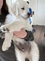 Lenny, a male English Cream Golden Retriever for sale in Calhan, CO – Photo 5 of 5