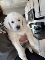 Lenny, a male English Cream Golden Retriever for sale in Calhan, CO – Photo 4 of 5