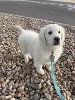 Lenny, a male English Cream Golden Retriever for sale in Calhan, CO – Photo 1 of 5