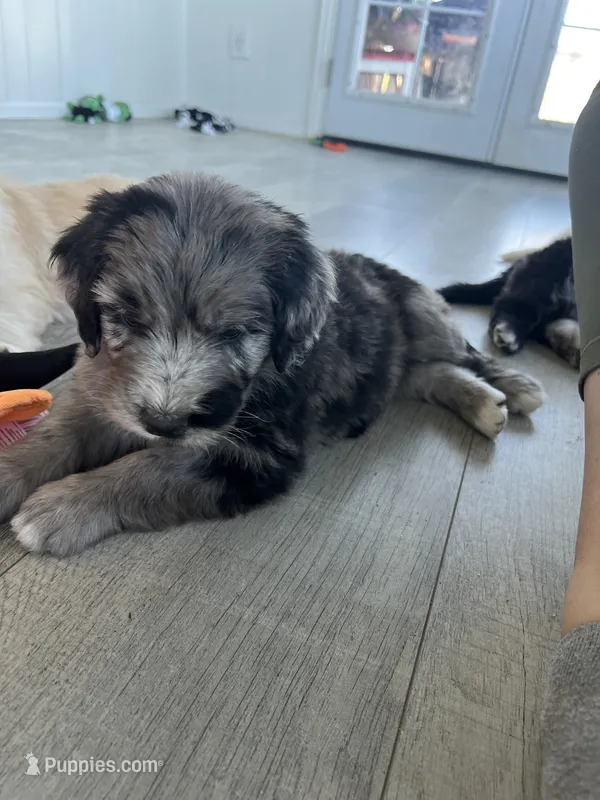 Werewolf – Poodle - Multi-Colored Standard, Golden Mountain Dog puppy for sale in Calhan, CO