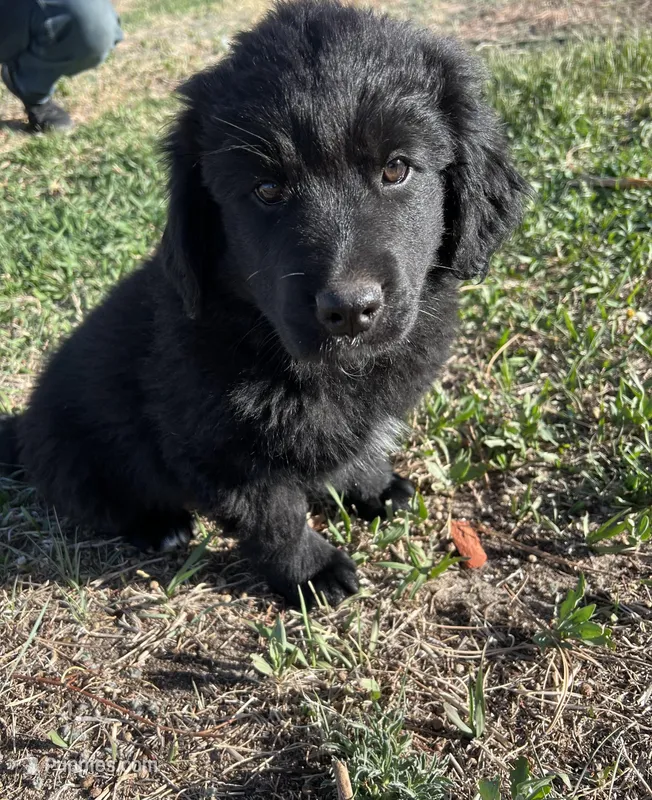 Rihanna, a female Bernese Mountain Dog and English Cream Golden Retriever for sale in Calhan, CO – Photo 1 of 10