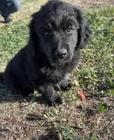 Rihanna, a female Bernese Mountain Dog and English Cream Golden Retriever for sale in Calhan, CO – Photo 1 of 10