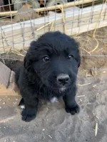 Rihanna, a female Bernese Mountain Dog and English Cream Golden Retriever for sale in Calhan, CO – Photo 5 of 10