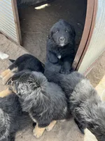 Rihanna, a female Bernese Mountain Dog and English Cream Golden Retriever for sale in Calhan, CO – Photo 7 of 10