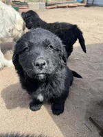 Rihanna, a female Bernese Mountain Dog and English Cream Golden Retriever for sale in Calhan, CO – Photo 6 of 10