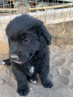 Rihanna, a female Bernese Mountain Dog and English Cream Golden Retriever for sale in Calhan, CO – Photo 3 of 10