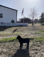 Rihanna, a female Bernese Mountain Dog and English Cream Golden Retriever for sale in Calhan, CO – Photo 2 of 10