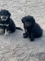 Rihanna, a female Bernese Mountain Dog and English Cream Golden Retriever for sale in Calhan, CO – Photo 4 of 10