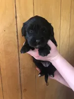 Rihanna, a female Bernese Mountain Dog and English Cream Golden Retriever for sale in Calhan, CO – Photo 8 of 10