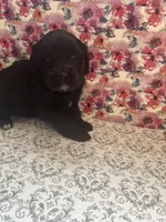 Rihanna, a female Bernese Mountain Dog and English Cream Golden Retriever for sale in Calhan, CO – Photo 9 of 10