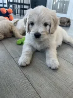 Ghost, a male Poodle - Standard  and Golden Mountain Dog for sale in Calhan, CO – 1 of 6