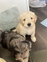Chimera, a female Poodle - Standard  and Golden Mountain Dog for sale in Calhan, CO – 4 of 4