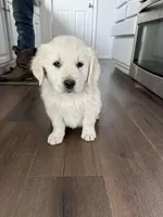 Gucci, a female English Cream Golden Retriever for sale in Calhan, CO – Photo 3 of 3