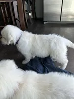 Gucci, a female English Cream Golden Retriever for sale in Calhan, CO – Photo 2 of 3