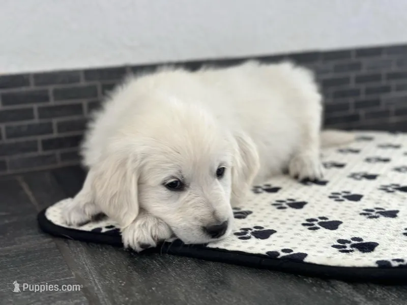 Gucci, a female English Cream Golden Retriever for sale in Calhan, CO – Photo 1 of 3