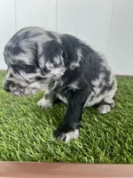 Zombie, a male Poodle - Standard  and Golden Mountain Dog for sale in Calhan, CO – 4 of 5