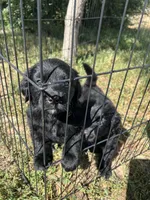 Verona, a female Bernese Mountain Dog and Golden Retriever for sale in Calhan, CO – Photo 3 of 4