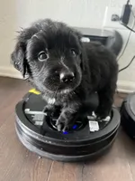 Verona, a female Bernese Mountain Dog and Golden Retriever for sale in Calhan, CO – Photo 2 of 4
