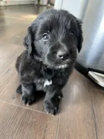 Verona, a female Bernese Mountain Dog and Golden Retriever for sale in Calhan, CO – Photo 1 of 4