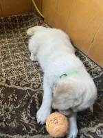 Simba, a male Golden Retriever for sale in Calhan, CO – Photo 2 of 2