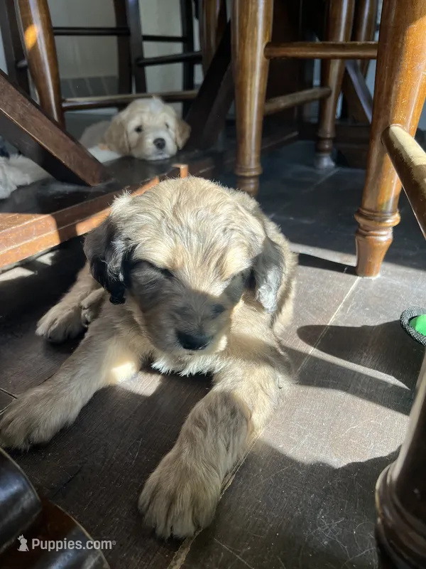 Medusa  – Poodle - Standard , Golden Mountain Dog puppy for sale in Calhan, CO