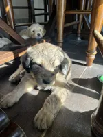 Medusa , a female Poodle - Standard  and Golden Mountain Dog for sale in Calhan, CO – 1 of 8