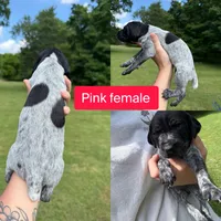 Pink , a female German Shorthaired Pointer for sale in Tracy City, TN – 1 of 1