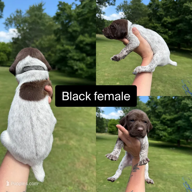 Black  – German Shorthaired Pointer puppy for sale in Tracy City, TN