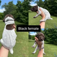 Black , a female German Shorthaired Pointer for sale in Tracy City, TN – 1 of 1