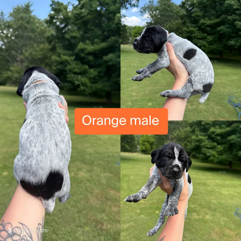 Orange  – German Shorthaired Pointer puppy for sale in Tracy City, TN