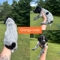 Orange , a male German Shorthaired Pointer for sale in Tracy City, TN – 1 of 1