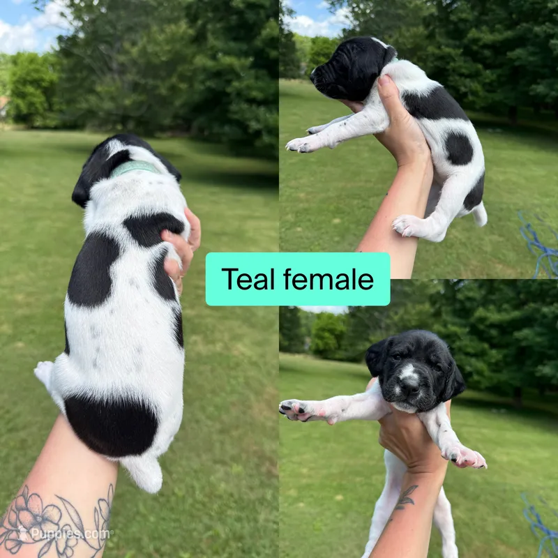 Teal  – German Shorthaired Pointer puppy for sale in Tracy City, TN