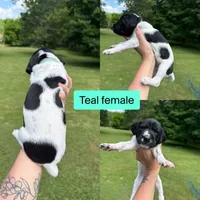 Teal , a female German Shorthaired Pointer for sale in Tracy City, TN – 1 of 1