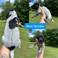 Blue , a female German Shorthaired Pointer for sale in Tracy City, TN – 1 of 1