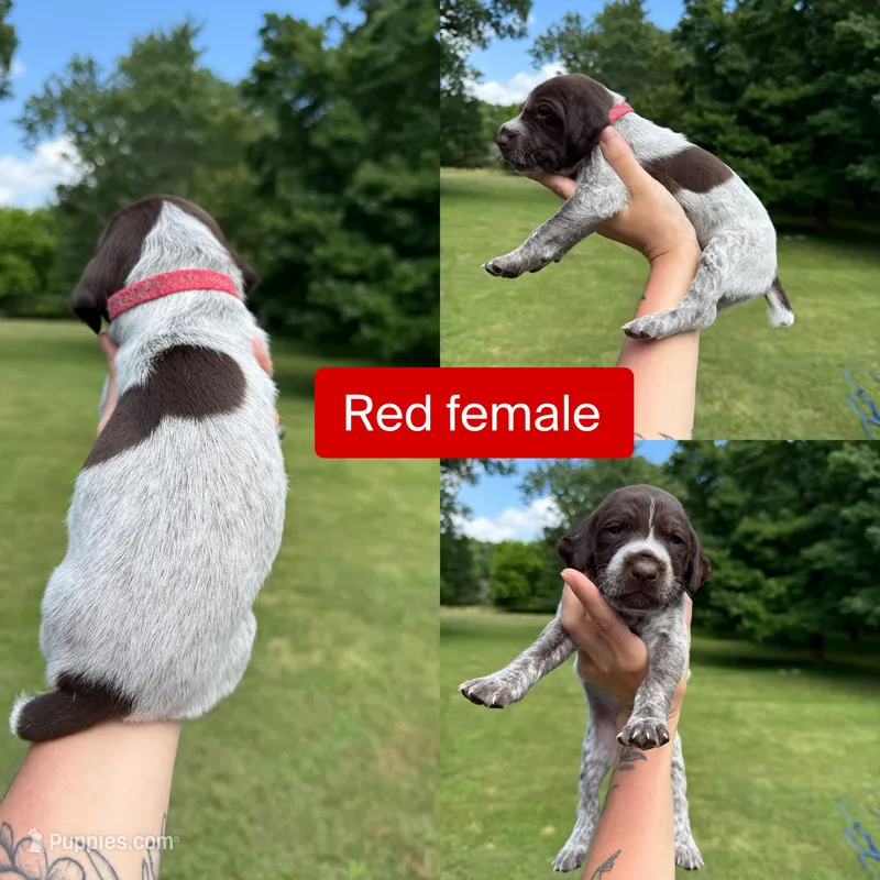 Red  – German Shorthaired Pointer puppy for sale in Tracy City, TN